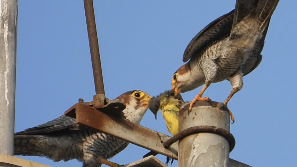 Following urban raptors in the Chennai Metropolitan Area